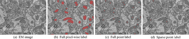 Figure 2 for Weakly-Supervised Cross-Domain Segmentation of Electron Microscopy with Sparse Point Annotation