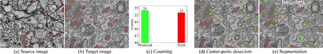 Figure 3 for Weakly-Supervised Cross-Domain Segmentation of Electron Microscopy with Sparse Point Annotation