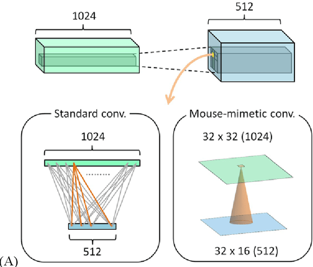 Figure 4 for Murine AI excels at cats and cheese: Structural differences between human and mouse neurons and their implementation in generative AIs