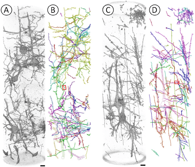 Figure 1 for Murine AI excels at cats and cheese: Structural differences between human and mouse neurons and their implementation in generative AIs