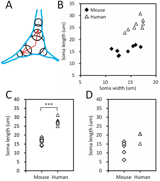 Figure 2 for Murine AI excels at cats and cheese: Structural differences between human and mouse neurons and their implementation in generative AIs