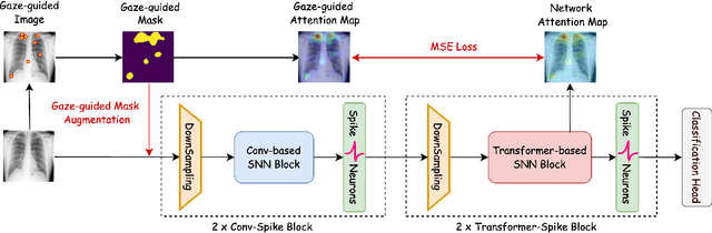 Figure 1 for EG-SpikeFormer: Eye-Gaze Guided Transformer on Spiking Neural Networks for Medical Image Analysis