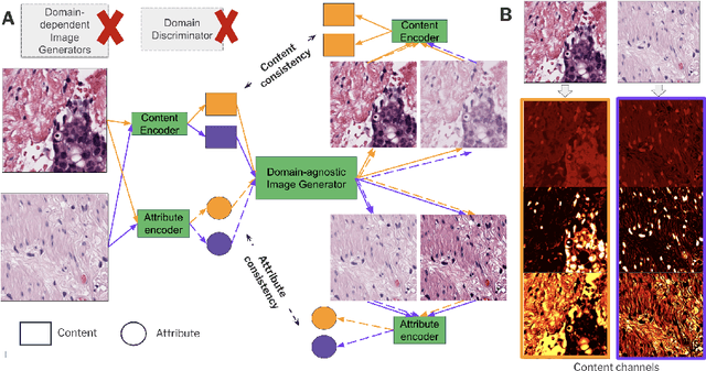 Figure 1 for ContriMix: Unsupervised disentanglement of content and attribute for domain generalization in microscopy image analysis