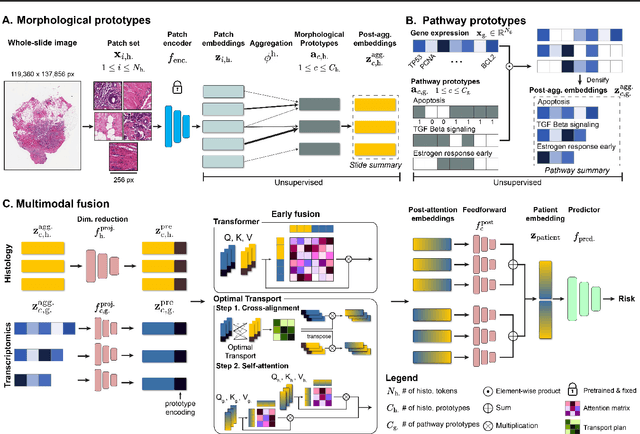 Figure 1 for Multimodal Prototyping for cancer survival prediction