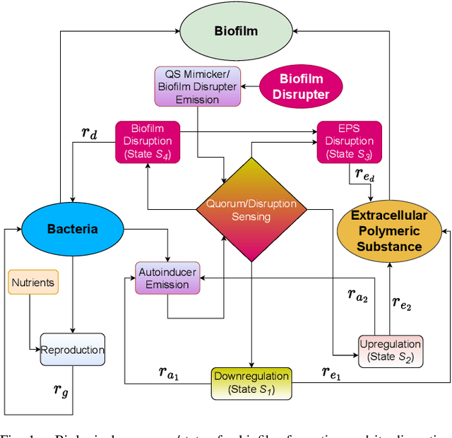 Figure 1 for A Stochastic Biofilm Disruption Model based on Quorum Sensing Mimickers