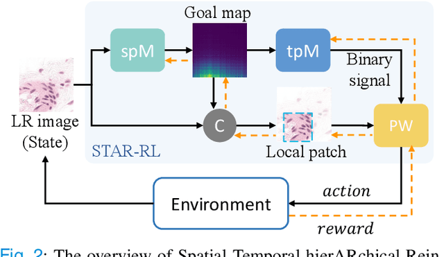 Figure 2 for Spatial-temporal Hierarchical Reinforcement Learning for Interpretable Pathology Image Super-Resolution