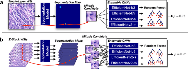 Figure 1 for Z-Stack Scanning can Improve AI Detection of Mitosis: A Case Study of Meningiomas