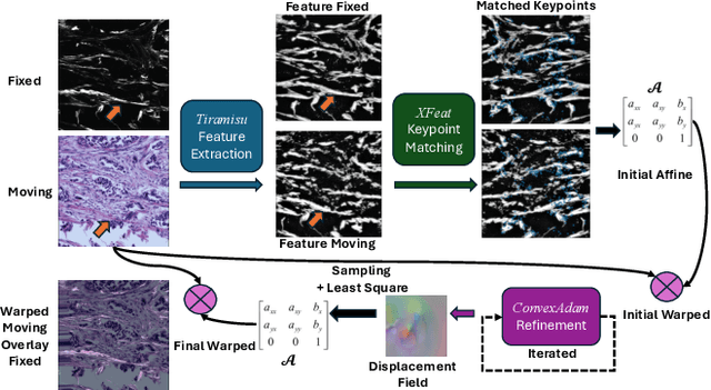 Figure 3 for Fidelity-Imposed Displacement Editing for the Learn2Reg 2024 SHG-BF Challenge