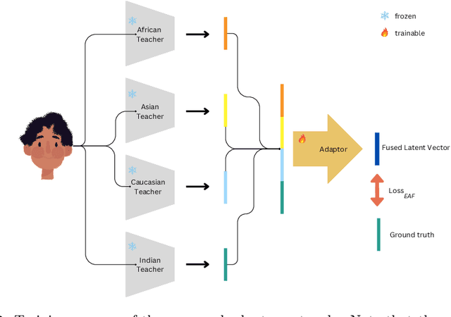 Figure 3 for MST-KD: Multiple Specialized Teachers Knowledge Distillation for Fair Face Recognition