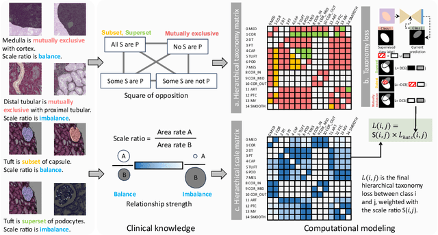 Figure 3 for HATs: Hierarchical Adaptive Taxonomy Segmentation for Panoramic Pathology Image Analysis