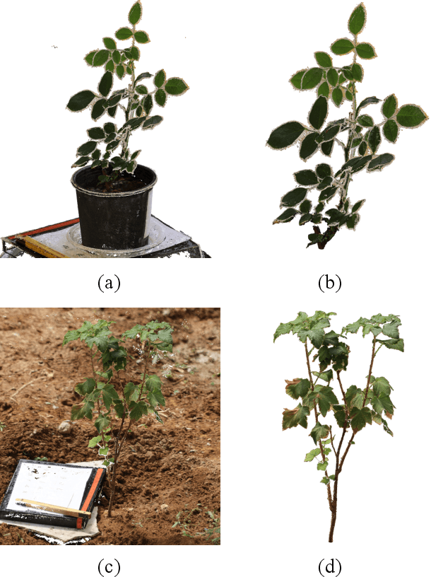 Figure 4 for PLANesT-3D: A new annotated dataset for segmentation of 3D plant point clouds