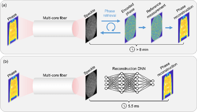 Figure 1 for Calibration-free quantitative phase imaging in multi-core fiber endoscopes using end-to-end deep learning