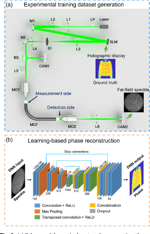 Figure 2 for Calibration-free quantitative phase imaging in multi-core fiber endoscopes using end-to-end deep learning