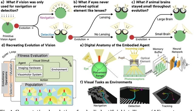 Figure 1 for What if Eye...? Computationally Recreating Vision Evolution