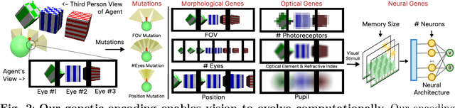 Figure 2 for What if Eye...? Computationally Recreating Vision Evolution