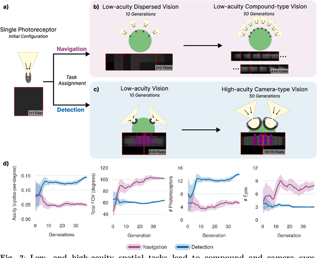 Figure 3 for What if Eye...? Computationally Recreating Vision Evolution