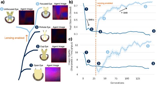 Figure 4 for What if Eye...? Computationally Recreating Vision Evolution