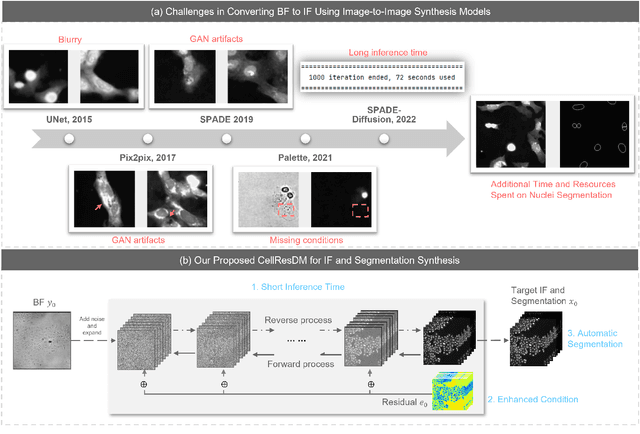 Figure 1 for Artificial Immunofluorescence in a Flash: Rapid Synthetic Imaging from Brightfield Through Residual Diffusion