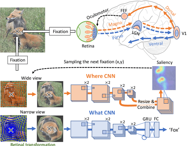 Figure 1 for A Dual-Stream Neural Network Explains the Functional Segregation of Dorsal and Ventral Visual Pathways in Human Brains