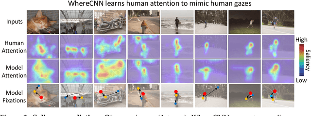 Figure 2 for A Dual-Stream Neural Network Explains the Functional Segregation of Dorsal and Ventral Visual Pathways in Human Brains
