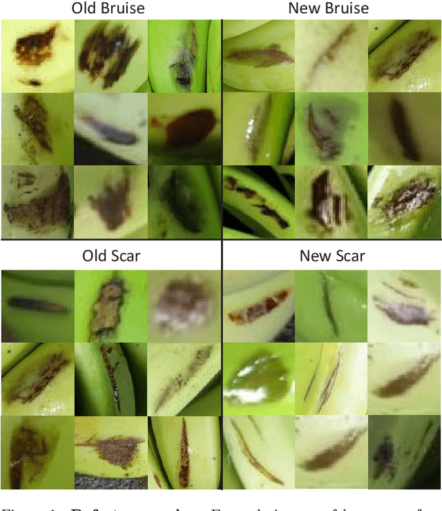 Figure 1 for Weakly supervised image segmentation for defect-based grading of fresh produce