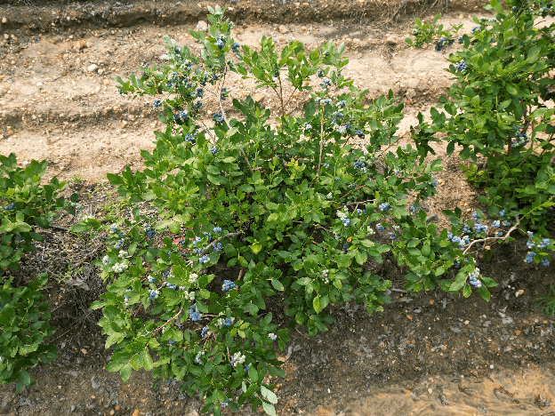 Figure 1 for Accurate Crop Yield Estimation of Blueberries using Deep Learning and Smart Drones