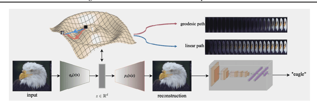 Figure 1 for Manifold Integrated Gradients: Riemannian Geometry for Feature Attribution