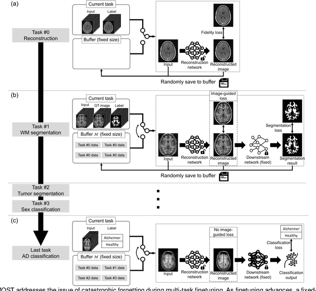 Figure 2 for MOST: MR reconstruction Optimization for multiple downStream Tasks via continual learning