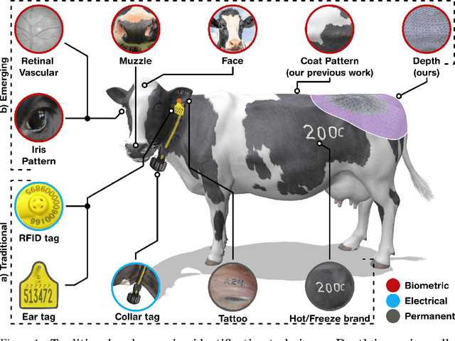 Figure 1 for Universal Bovine Identification via Depth Data and Deep Metric Learning