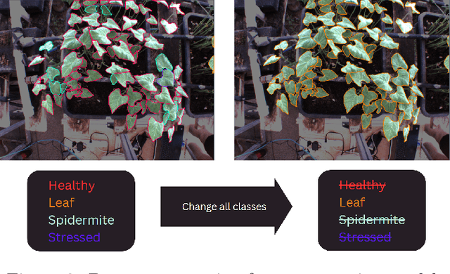 Figure 3 for Detection of Spider Mites on Labrador Beans through Machine Learning Approaches Using Custom Datasets