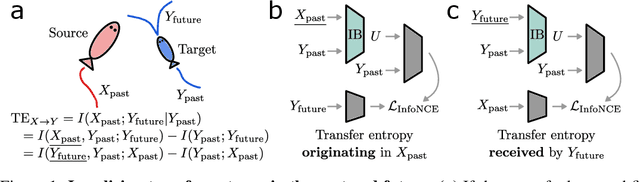 Figure 1 for Which bits went where? Past and future transfer entropy decomposition with the information bottleneck