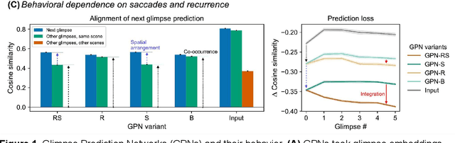 Figure 1 for Predicting upcoming visual features during eye movements yields scene representations aligned with human visual cortex