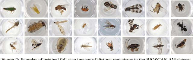 Figure 3 for BIOSCAN-5M: A Multimodal Dataset for Insect Biodiversity