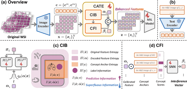 Figure 3 for Free Lunch in Pathology Foundation Model: Task-specific Model Adaptation with Concept-Guided Feature Enhancement