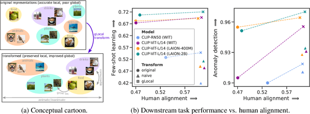 Figure 1 for Improving neural network representations using human similarity judgments