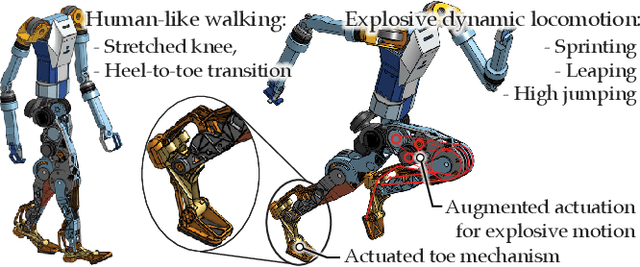 Figure 2 for StaccaToe: A Single-Leg Robot that Mimics the Human Leg and Toe