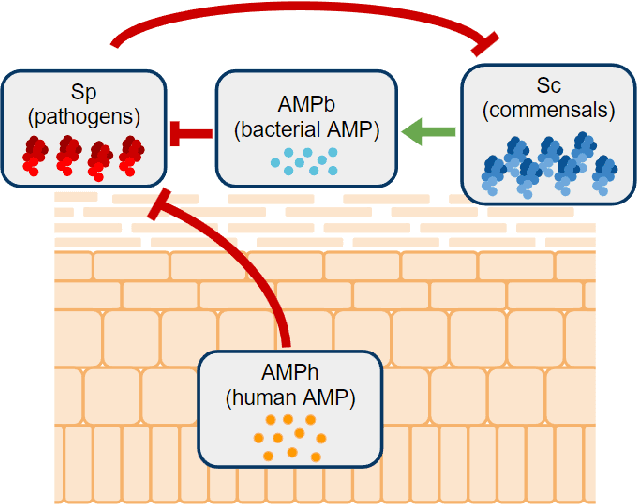 Figure 1 for A Skin Microbiome Model with AMP interactions and Analysis of Quasi-Stability vs Stability in Population Dynamics