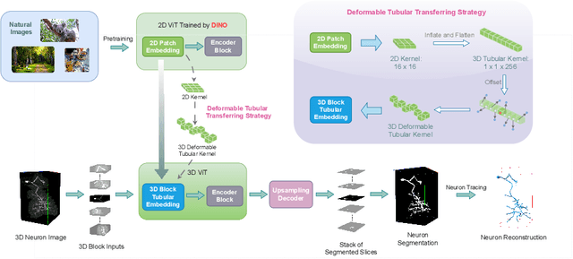 Figure 1 for DINeuro: Distilling Knowledge from 2D Natural Images via Deformable Tubular Transferring Strategy for 3D Neuron Reconstruction