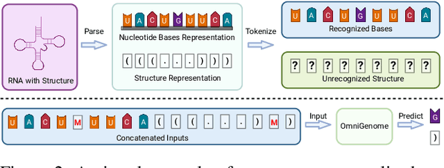 Figure 3 for OmniGenome: Aligning RNA Sequences with Secondary Structures in Genomic Foundation Models