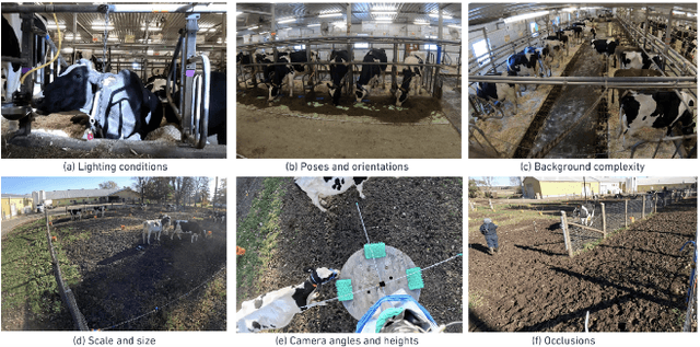 Figure 1 for AI-Powered Cow Detection in Complex Farm Environments