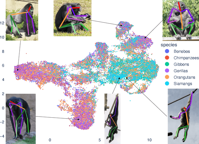 Figure 2 for OpenApePose: a database of annotated ape photographs for pose estimation