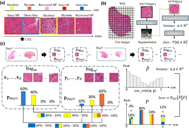Figure 2 for Learning from Similarity Proportion Loss for Classifying Skeletal Muscle Recovery Stages