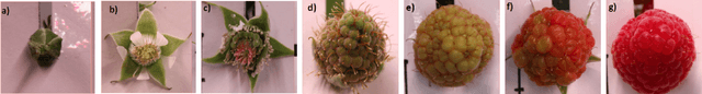 Figure 2 for Raspberry PhenoSet: A Phenology-based Dataset for Automated Growth Detection and Yield Estimation