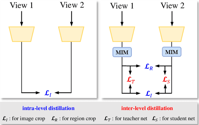 Figure 1 for Cross-Level Multi-Instance Distillation for Self-Supervised Fine-Grained Visual Categorization