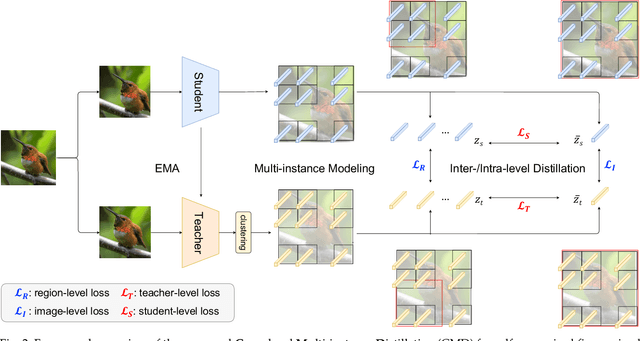 Figure 3 for Cross-Level Multi-Instance Distillation for Self-Supervised Fine-Grained Visual Categorization