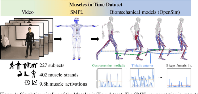 Figure 1 for Muscles in Time: Learning to Understand Human Motion by Simulating Muscle Activations