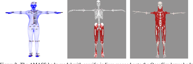 Figure 3 for Muscles in Time: Learning to Understand Human Motion by Simulating Muscle Activations