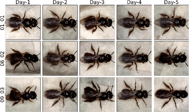 Figure 1 for Markerless retro-identification complements re-identification of individual insect subjects in archived image data of biological experiments