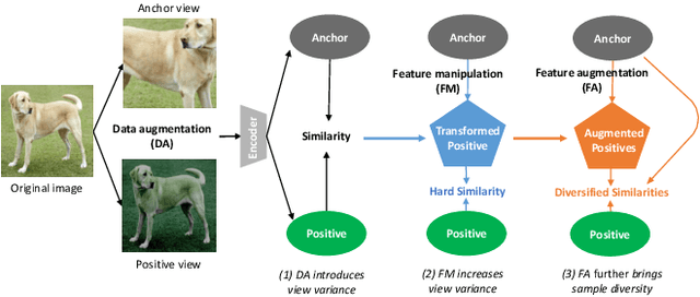 Figure 1 for Feature Augmentation for Self-supervised Contrastive Learning: A Closer Look