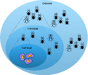 Figure 1 for Variational methods for Learning Multilevel Genetic Algorithms using the Kantorovich Monad